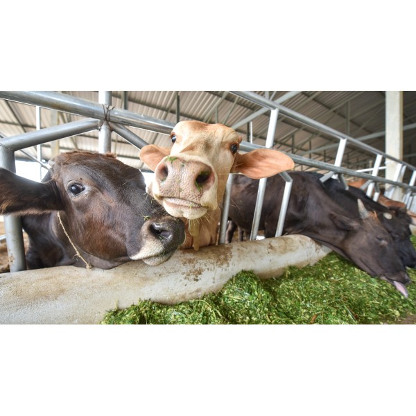 Heavy Duty Black and White Silage Tarp Farm Plastic Supply